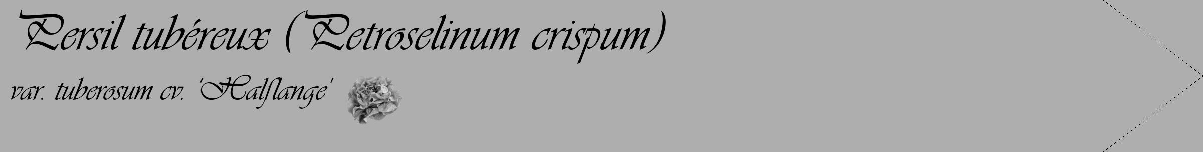 Étiquette de : Petroselinum crispum var. tuberosum cv. 'Halflange' - format c - style noire53simple_basique_basiqueviv avec comestibilité simplifiée