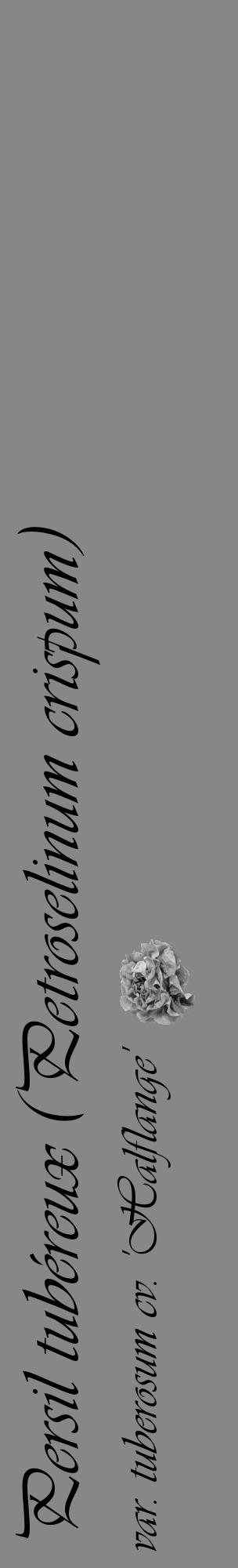 Étiquette de : Petroselinum crispum var. tuberosum cv. 'Halflange' - format c - style noire12_basique_basiqueviv avec comestibilité simplifiée - position verticale