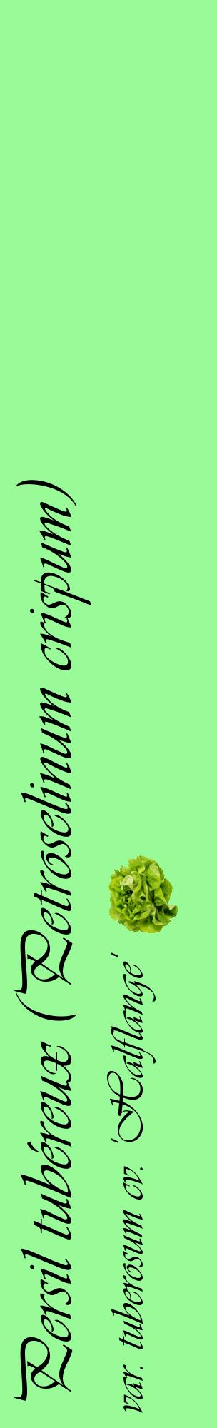 Étiquette de : Petroselinum crispum var. tuberosum cv. 'Halflange' - format c - style noire14_basiqueviv avec comestibilité simplifiée