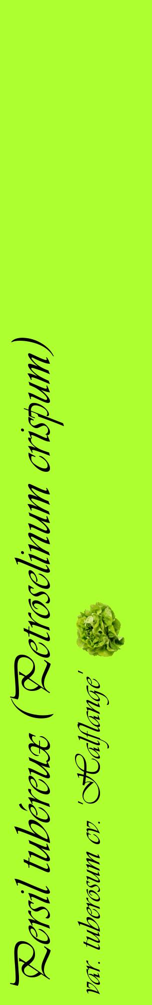 Étiquette de : Petroselinum crispum var. tuberosum cv. 'Halflange' - format c - style noire17_basiqueviv avec comestibilité simplifiée