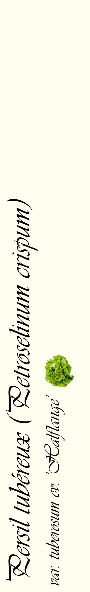 Étiquette de : Petroselinum crispum var. tuberosum cv. 'Halflange' - format c - style noire19_basiqueviv avec comestibilité simplifiée
