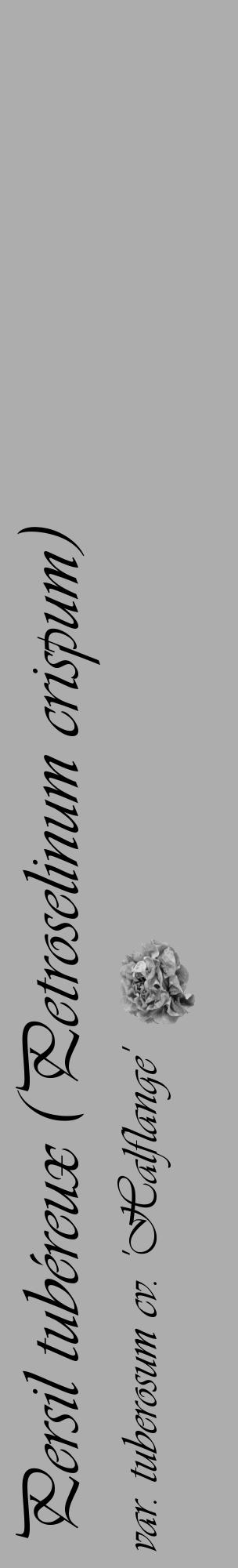 Étiquette de : Petroselinum crispum var. tuberosum cv. 'Halflange' - format c - style noire22_basique_basiqueviv avec comestibilité simplifiée - position verticale