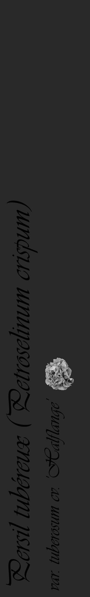 Étiquette de : Petroselinum crispum var. tuberosum cv. 'Halflange' - format c - style noire34_basique_basiqueviv avec comestibilité simplifiée - position verticale