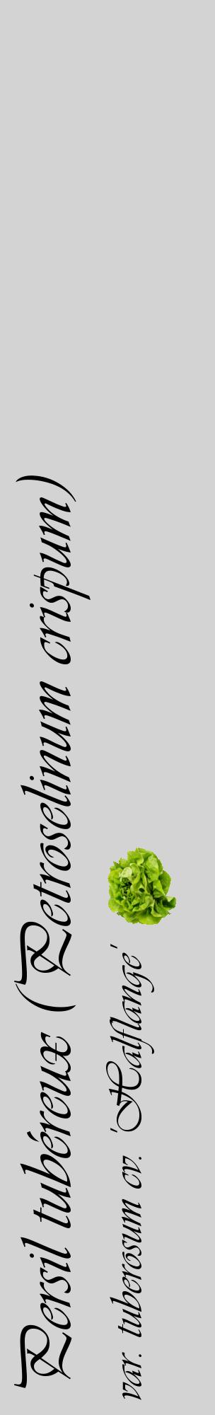 Étiquette de : Petroselinum crispum var. tuberosum cv. 'Halflange' - format c - style noire56_basiqueviv avec comestibilité simplifiée