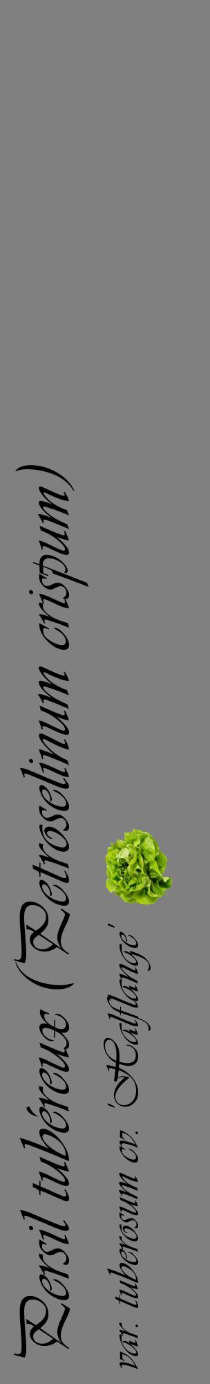 Étiquette de : Petroselinum crispum var. tuberosum cv. 'Halflange' - format c - style noire57_basiqueviv avec comestibilité simplifiée