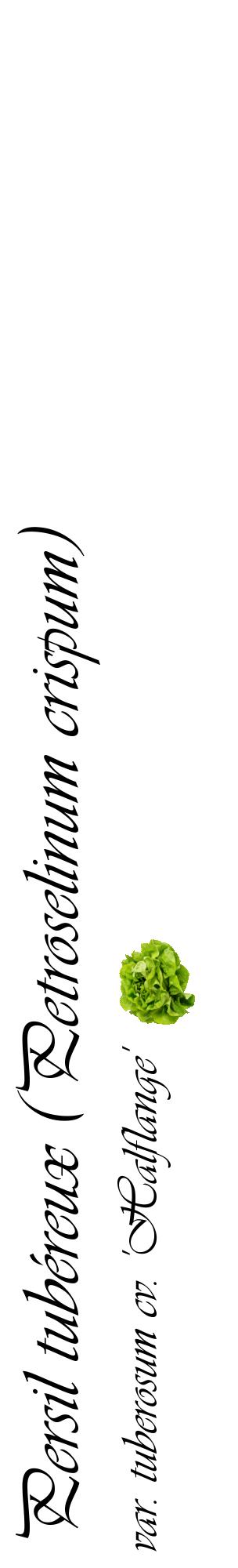 Étiquette de : Petroselinum crispum var. tuberosum cv. 'Halflange' - format c - style noire60_basiqueviv avec comestibilité simplifiée