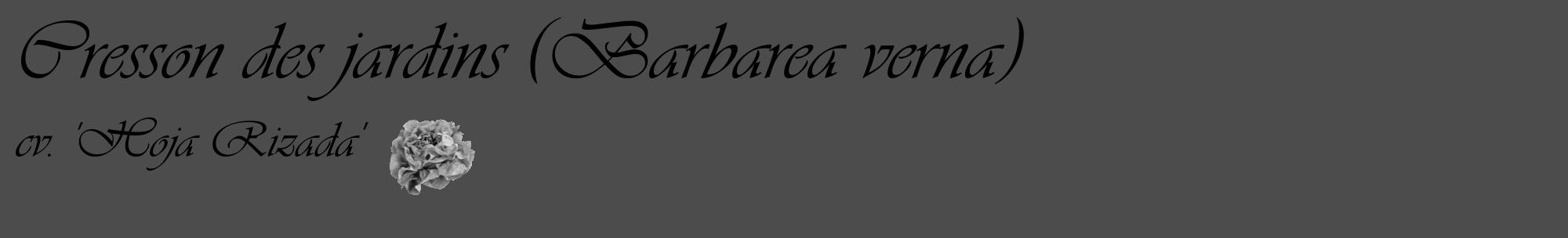Étiquette de : Barbarea verna cv. 'Hoja Rizada' - format c - style noire27_basique_basiqueviv avec comestibilité simplifiée