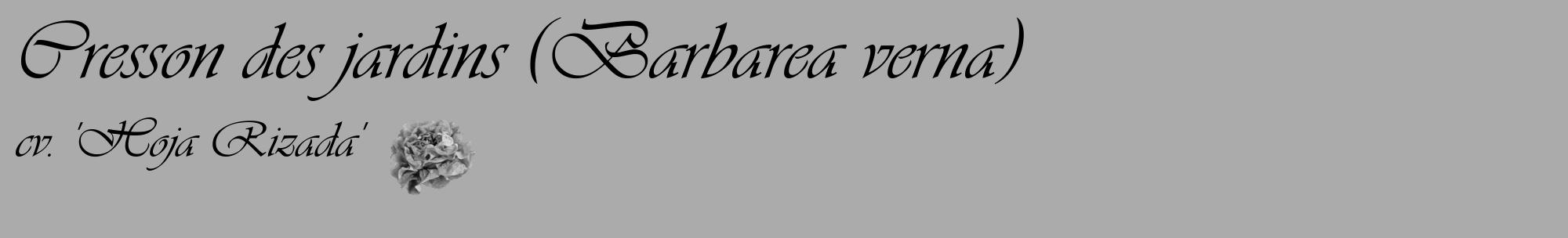 Étiquette de : Barbarea verna cv. 'Hoja Rizada' - format c - style noire37_basique_basiqueviv avec comestibilité simplifiée