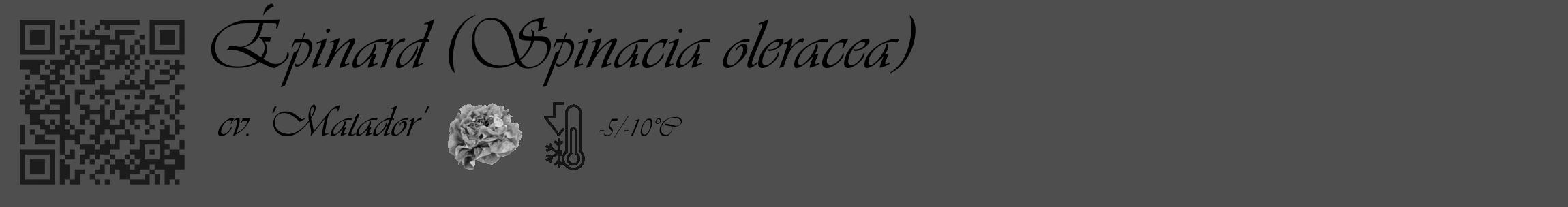 Étiquette de : Spinacia oleracea cv. 'Matador' - format c - style noire33_basique_basiqueviv avec qrcode et comestibilité simplifiée