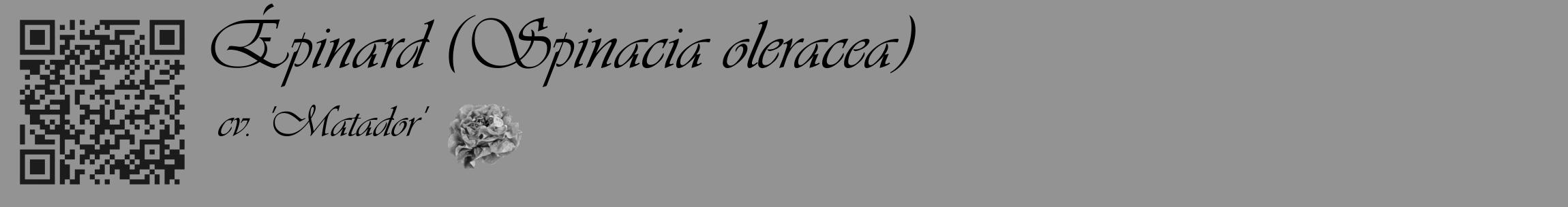 Étiquette de : Spinacia oleracea cv. 'Matador' - format c - style noire44_basique_basiqueviv avec qrcode et comestibilité simplifiée