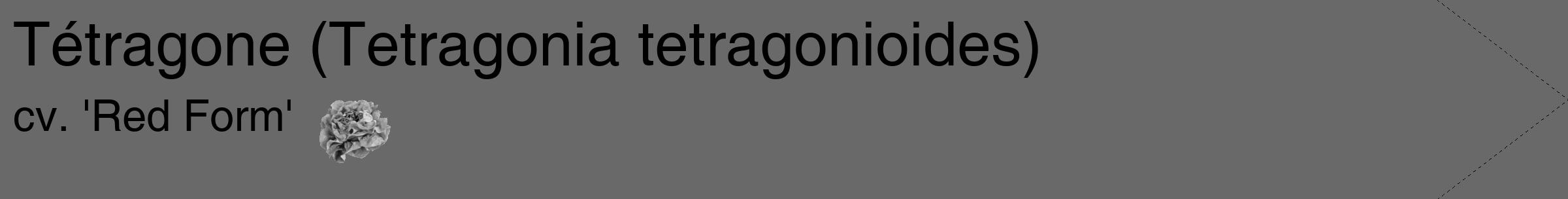 Étiquette de : Tetragonia tetragonioides cv. 'Red Form' - format c - style noire51_simple_simplehel avec comestibilité simplifiée