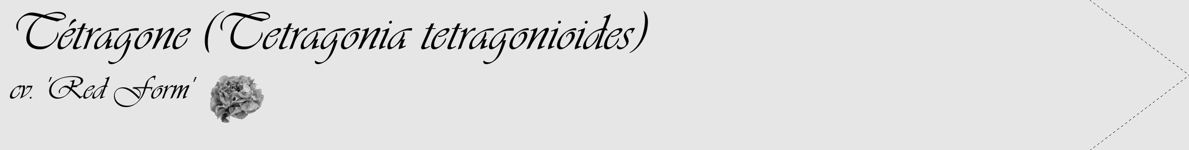 Étiquette de : Tetragonia tetragonioides cv. 'Red Form' - format c - style noire18_simple_simpleviv avec comestibilité simplifiée