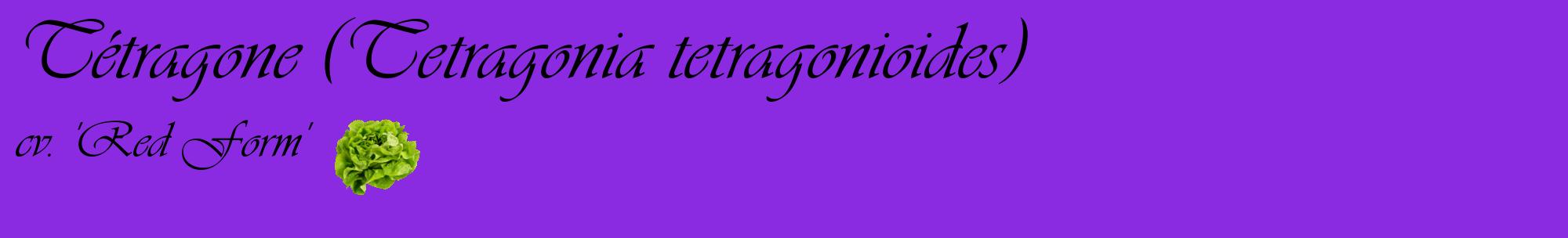 Étiquette de : Tetragonia tetragonioides cv. 'Red Form' - format c - style noire49basique_basique_basiqueviv avec comestibilité simplifiée