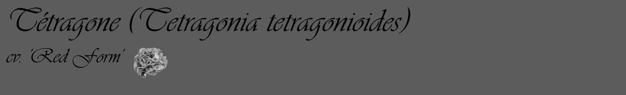 Étiquette de : Tetragonia tetragonioides cv. 'Red Form' - format c - style noire49basique_basique_basiqueviv avec comestibilité simplifiée