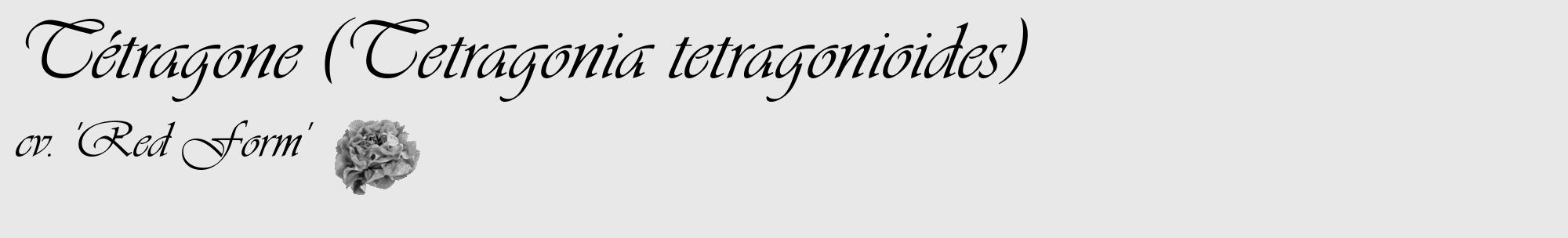 Étiquette de : Tetragonia tetragonioides cv. 'Red Form' - format c - style noire55_basique_basiqueviv avec comestibilité simplifiée