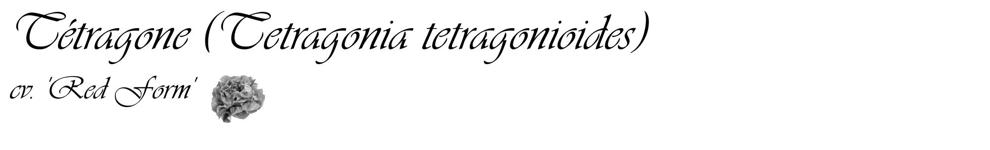 Étiquette de : Tetragonia tetragonioides cv. 'Red Form' - format c - style noire60_basique_basiqueviv avec comestibilité simplifiée