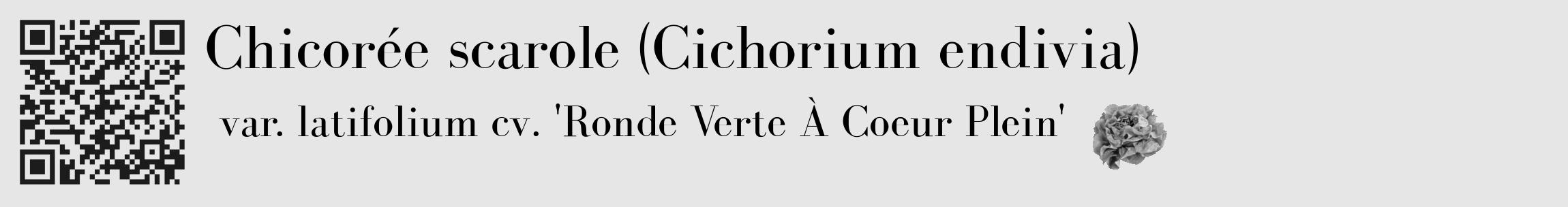Étiquette de : Cichorium endivia var. latifolium cv. 'Ronde Verte À Coeur Plein' - format c - style noire18_basique_basiquebod avec qrcode et comestibilité simplifiée