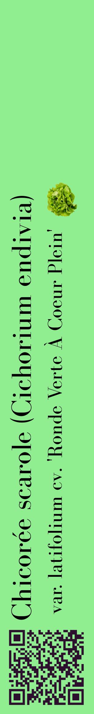 Étiquette de : Cichorium endivia var. latifolium cv. 'Ronde Verte À Coeur Plein' - format c - style noire15_basiquebod avec qrcode et comestibilité simplifiée