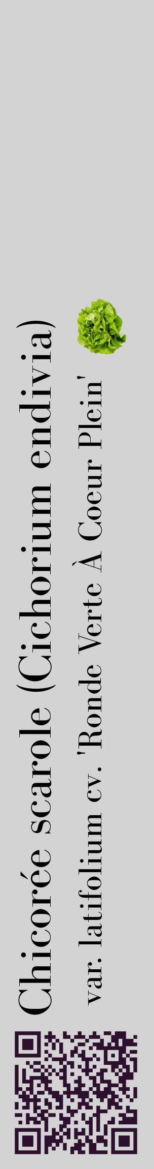Étiquette de : Cichorium endivia var. latifolium cv. 'Ronde Verte À Coeur Plein' - format c - style noire56_basiquebod avec qrcode et comestibilité simplifiée
