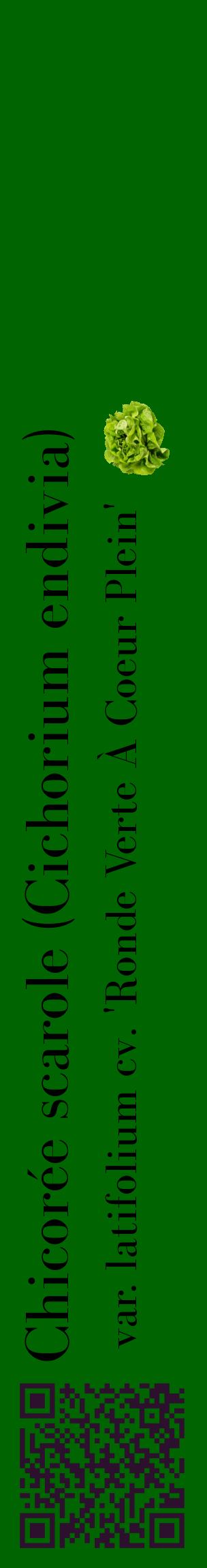 Étiquette de : Cichorium endivia var. latifolium cv. 'Ronde Verte À Coeur Plein' - format c - style noire8_basiquebod avec qrcode et comestibilité simplifiée