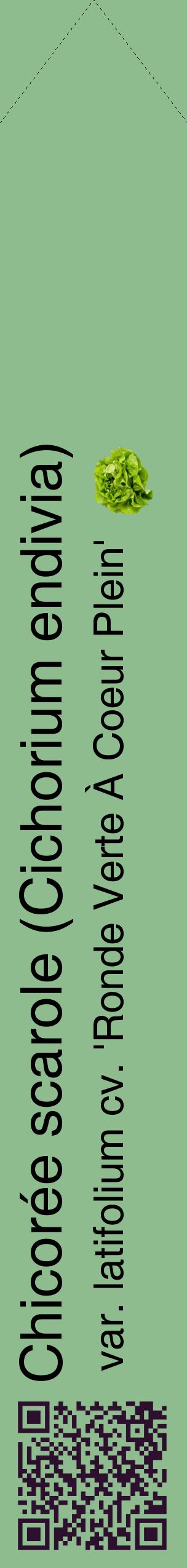 Étiquette de : Cichorium endivia var. latifolium cv. 'Ronde Verte À Coeur Plein' - format c - style noire13_simplehel avec qrcode et comestibilité simplifiée