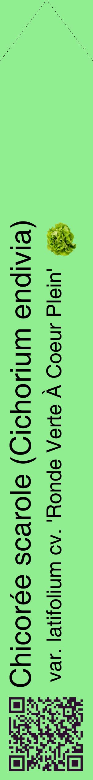 Étiquette de : Cichorium endivia var. latifolium cv. 'Ronde Verte À Coeur Plein' - format c - style noire15_simplehel avec qrcode et comestibilité simplifiée