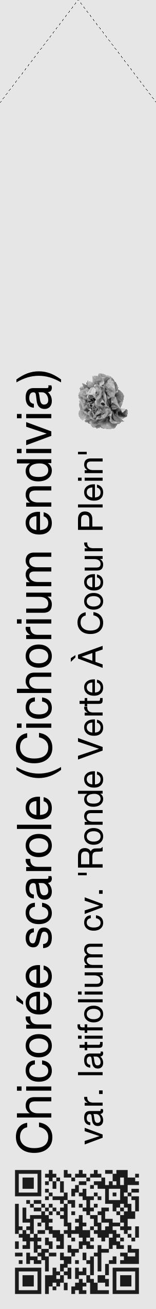 Étiquette de : Cichorium endivia var. latifolium cv. 'Ronde Verte À Coeur Plein' - format c - style noire18_simple_simplehel avec qrcode et comestibilité simplifiée - position verticale