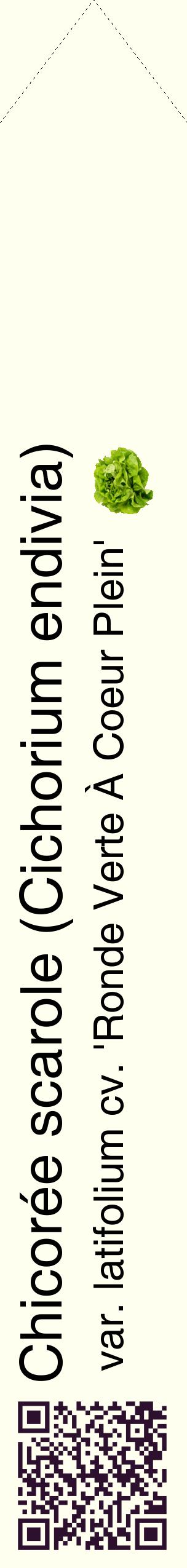 Étiquette de : Cichorium endivia var. latifolium cv. 'Ronde Verte À Coeur Plein' - format c - style noire19_simplehel avec qrcode et comestibilité simplifiée