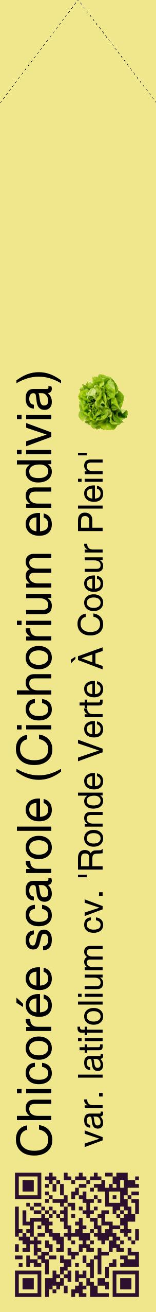 Étiquette de : Cichorium endivia var. latifolium cv. 'Ronde Verte À Coeur Plein' - format c - style noire20_simplehel avec qrcode et comestibilité simplifiée
