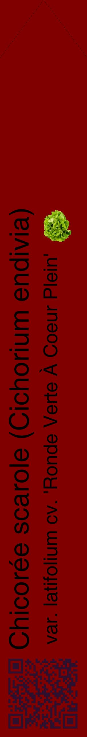Étiquette de : Cichorium endivia var. latifolium cv. 'Ronde Verte À Coeur Plein' - format c - style noire29_simplehel avec qrcode et comestibilité simplifiée