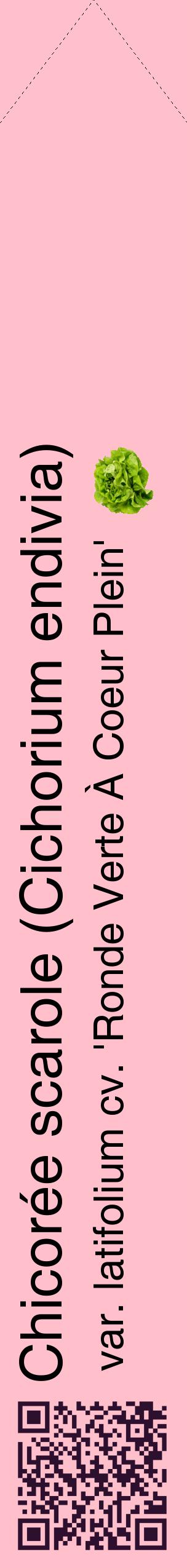 Étiquette de : Cichorium endivia var. latifolium cv. 'Ronde Verte À Coeur Plein' - format c - style noire40_simplehel avec qrcode et comestibilité simplifiée