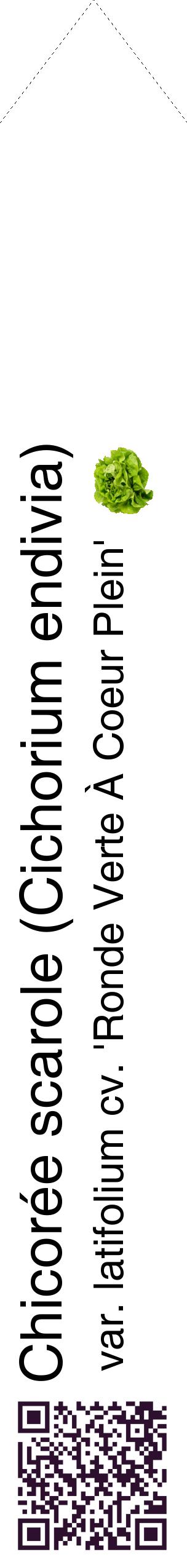 Étiquette de : Cichorium endivia var. latifolium cv. 'Ronde Verte À Coeur Plein' - format c - style noire60_simplehel avec qrcode et comestibilité simplifiée