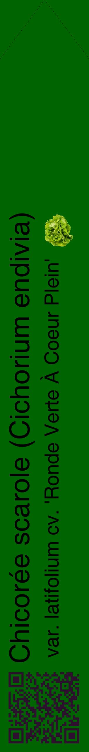 Étiquette de : Cichorium endivia var. latifolium cv. 'Ronde Verte À Coeur Plein' - format c - style noire8_simplehel avec qrcode et comestibilité simplifiée