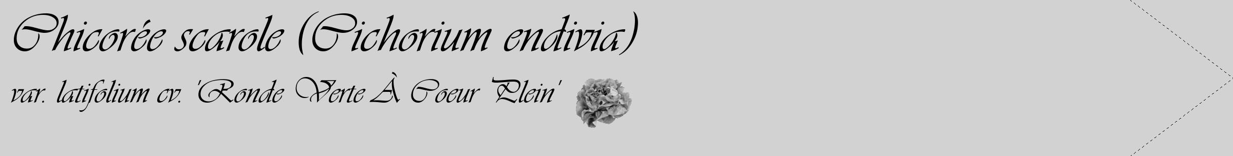 Étiquette de : Cichorium endivia var. latifolium cv. 'Ronde Verte À Coeur Plein' - format c - style noire14_simple_simpleviv avec comestibilité simplifiée