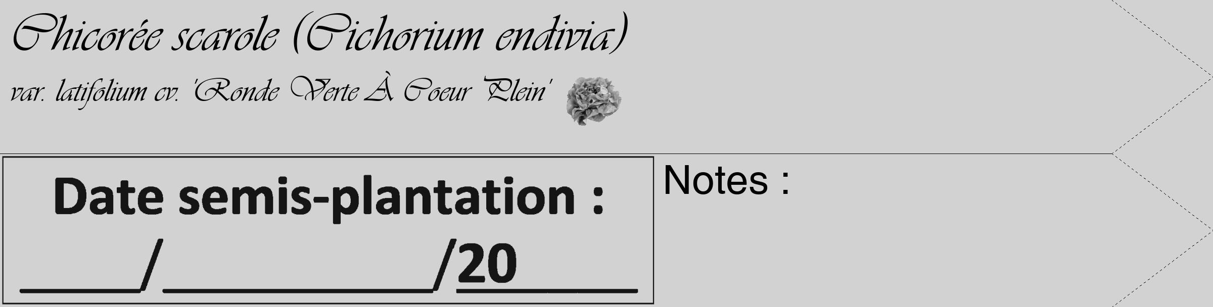 Étiquette de : Cichorium endivia var. latifolium cv. 'Ronde Verte À Coeur Plein' - format c - style noire14_simple_simpleviv avec comestibilité simplifiée
