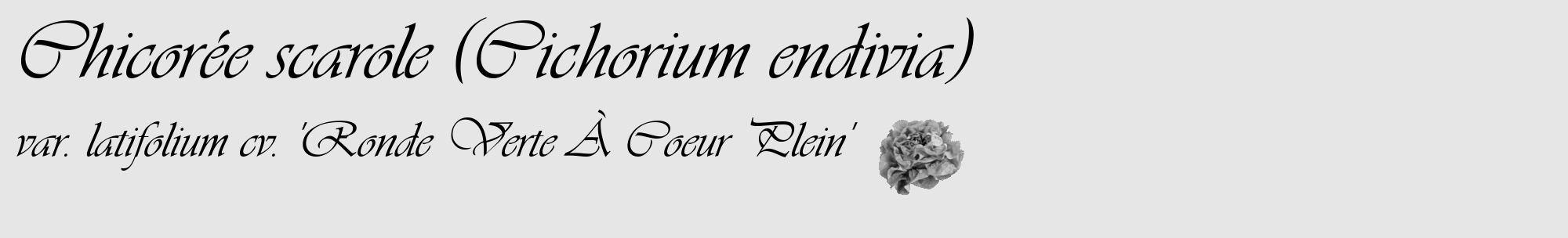 Étiquette de : Cichorium endivia var. latifolium cv. 'Ronde Verte À Coeur Plein' - format c - style noire18_basique_basiqueviv avec comestibilité simplifiée