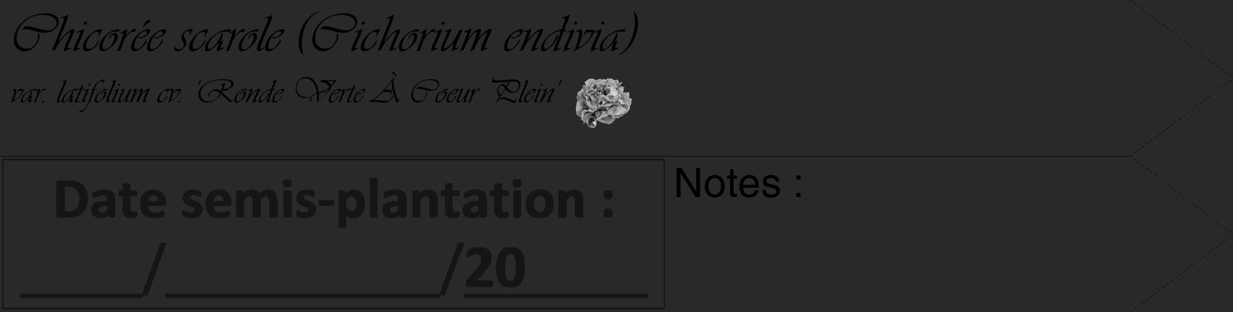 Étiquette de : Cichorium endivia var. latifolium cv. 'Ronde Verte À Coeur Plein' - format c - style noire34_simple_simpleviv avec comestibilité simplifiée