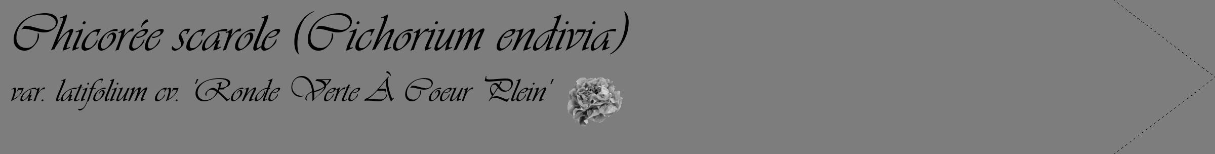 Étiquette de : Cichorium endivia var. latifolium cv. 'Ronde Verte À Coeur Plein' - format c - style noire35_simple_simpleviv avec comestibilité simplifiée