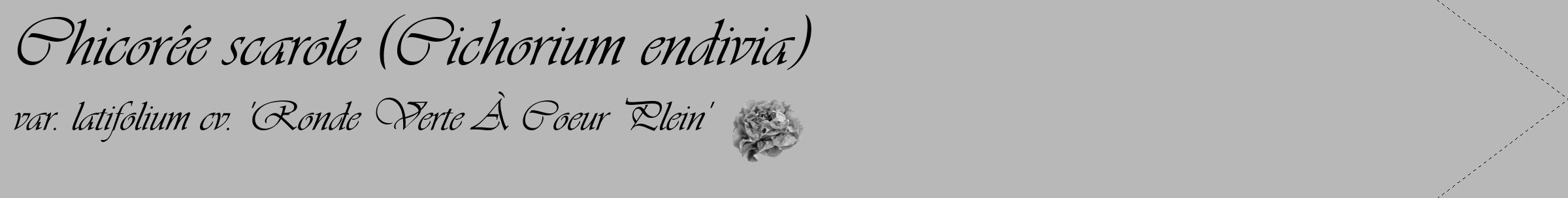 Étiquette de : Cichorium endivia var. latifolium cv. 'Ronde Verte À Coeur Plein' - format c - style noire39_simple_simpleviv avec comestibilité simplifiée