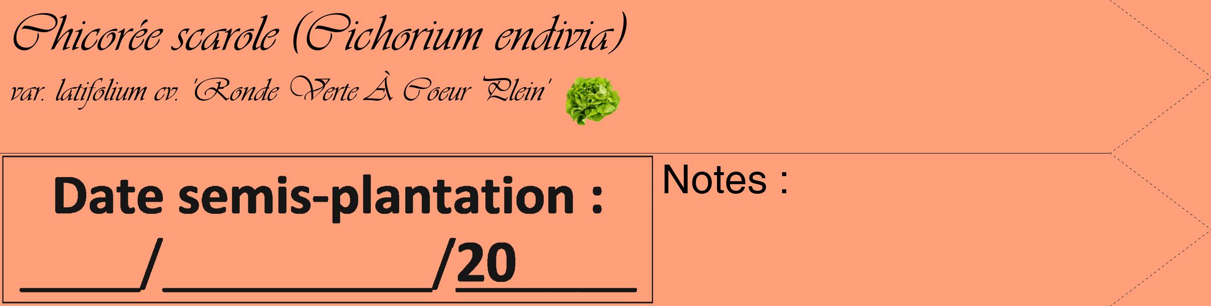 Étiquette de : Cichorium endivia var. latifolium cv. 'Ronde Verte À Coeur Plein' - format c - style noire39_simple_simpleviv avec comestibilité simplifiée