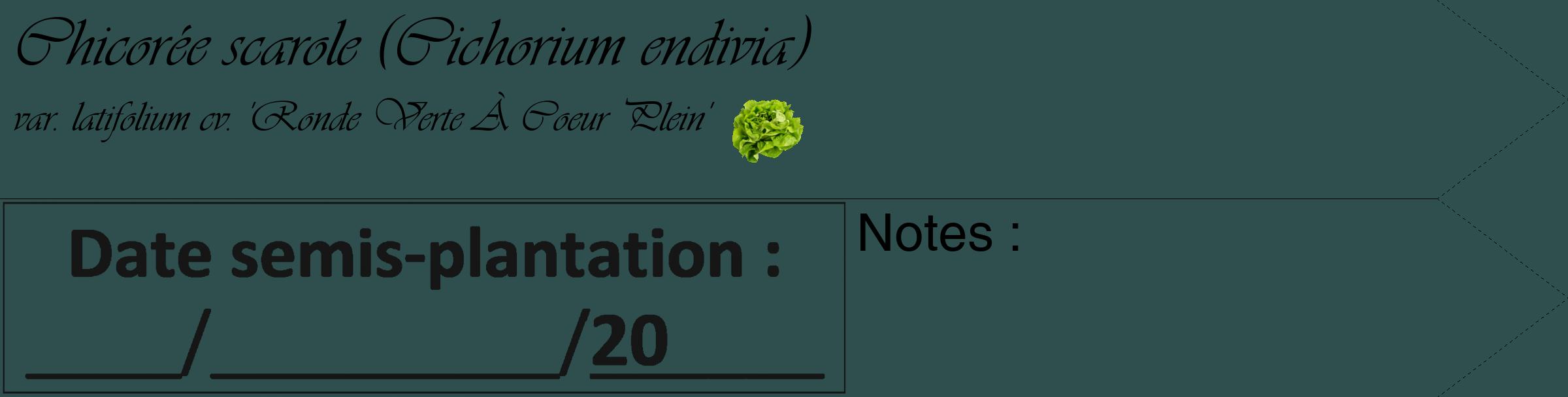 Étiquette de : Cichorium endivia var. latifolium cv. 'Ronde Verte À Coeur Plein' - format c - style noire58_simple_simpleviv avec comestibilité simplifiée