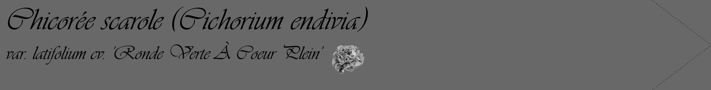Étiquette de : Cichorium endivia var. latifolium cv. 'Ronde Verte À Coeur Plein' - format c - style noire6_simple_simpleviv avec comestibilité simplifiée