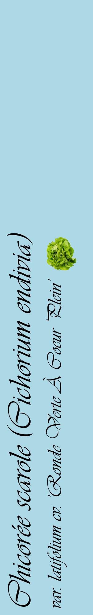 Étiquette de : Cichorium endivia var. latifolium cv. 'Ronde Verte À Coeur Plein' - format c - style noire0_basiqueviv avec comestibilité simplifiée