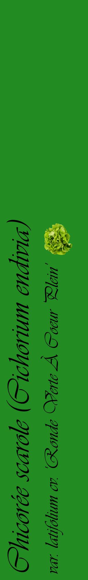 Étiquette de : Cichorium endivia var. latifolium cv. 'Ronde Verte À Coeur Plein' - format c - style noire10_basiqueviv avec comestibilité simplifiée