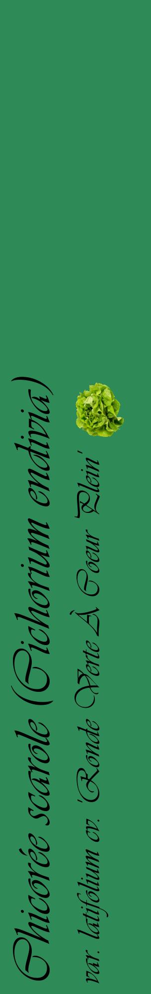 Étiquette de : Cichorium endivia var. latifolium cv. 'Ronde Verte À Coeur Plein' - format c - style noire11_basiqueviv avec comestibilité simplifiée