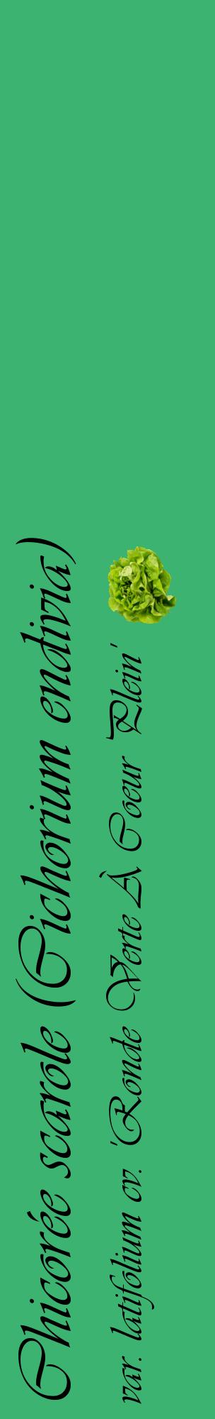 Étiquette de : Cichorium endivia var. latifolium cv. 'Ronde Verte À Coeur Plein' - format c - style noire12_basiqueviv avec comestibilité simplifiée