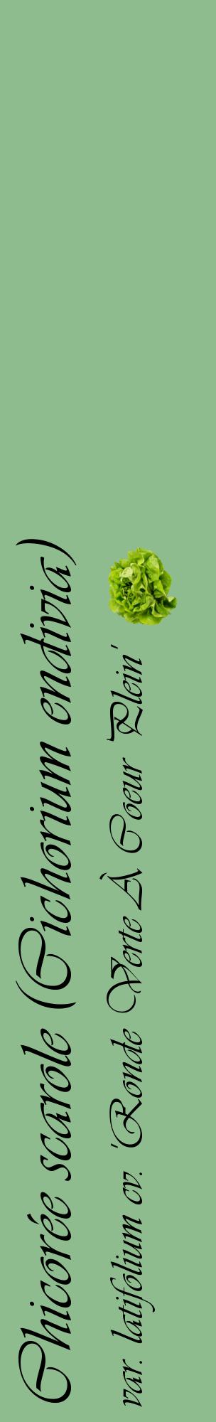 Étiquette de : Cichorium endivia var. latifolium cv. 'Ronde Verte À Coeur Plein' - format c - style noire13_basiqueviv avec comestibilité simplifiée