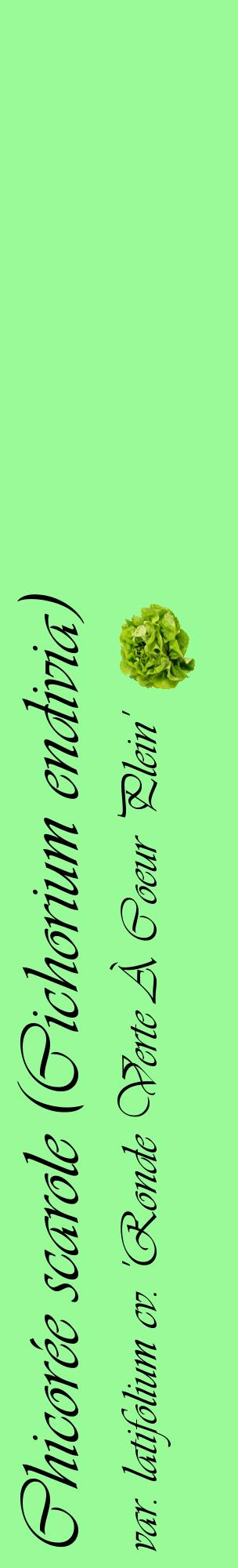 Étiquette de : Cichorium endivia var. latifolium cv. 'Ronde Verte À Coeur Plein' - format c - style noire14_basiqueviv avec comestibilité simplifiée