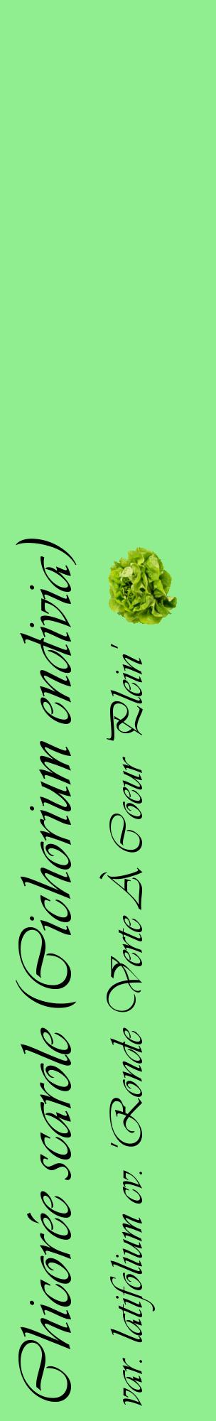 Étiquette de : Cichorium endivia var. latifolium cv. 'Ronde Verte À Coeur Plein' - format c - style noire15_basiqueviv avec comestibilité simplifiée