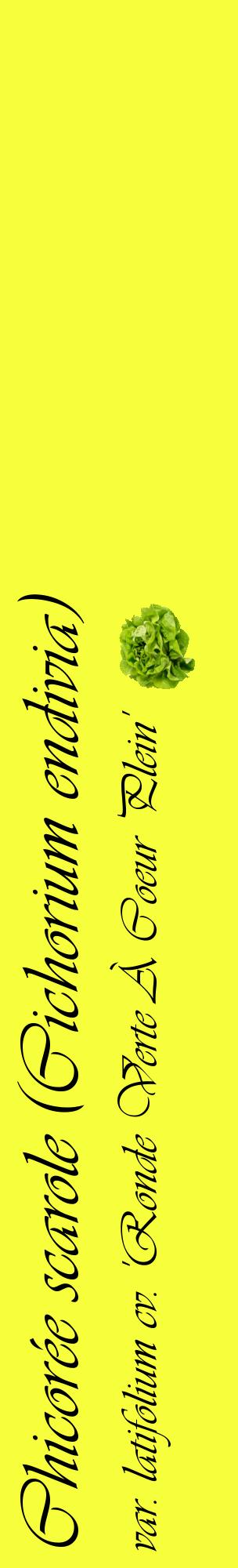Étiquette de : Cichorium endivia var. latifolium cv. 'Ronde Verte À Coeur Plein' - format c - style noire18_basiqueviv avec comestibilité simplifiée